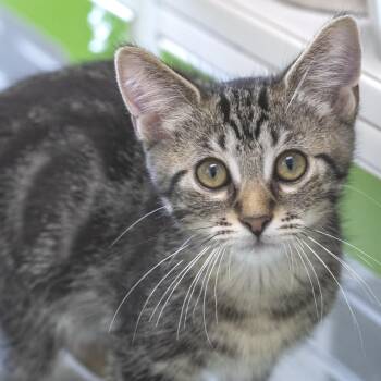 Karo -  Domestic Short Hair Cat for Adoption in Pontiac, Michigan - Karo | PetCurious