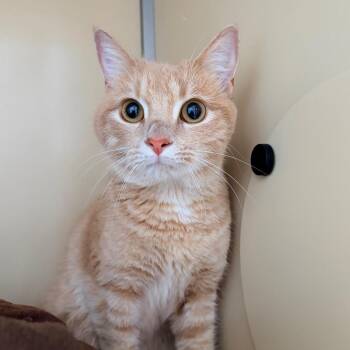 Biscuit -  Domestic Short Hair Cat for Adoption in Aldie, Virginia - Biscuit | PetCurious