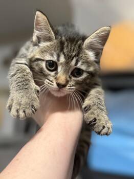 Domestic Short Hair and Tabby Cats Available for Adoption in New York, New York - Tarragon  | PetCurious