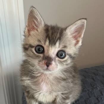 Lull Grey -  Domestic Short Hair Cat for Adoption in Franklin, Tennessee - Lull Grey | PetCurious