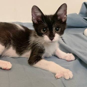 Rescue Domestic Short Hair Cats for Adoption in Los Angeles, California - Camporelli | PetCurious