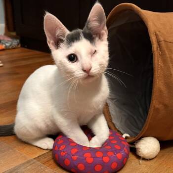 Zion -  Domestic Short Hair Cat Available for Adoption in Mantua Township, New Jersey - Zion | PetCurious