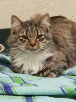 Golf -  Domestic Medium Hair Cat for Adoption in Williamsport, Pennsylvania - Golf | PetCurious