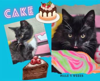 Cake -  Domestic Short Hair Cat for Adoption in Blountville, Tennessee - Cake | PetCurious