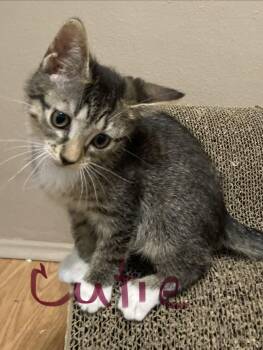 Cutie -  Domestic Short Hair Cat for Adoption in Oviedo, Florida - Cutie | PetCurious