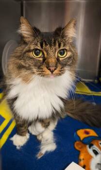 Domestic Long Hair Cats Available for Adoption in Columbia, Tennessee - Dali | PetCurious
