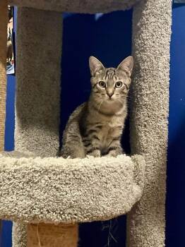 Rescue Domestic Short Hair Cats for Adoption in Mantua Township, New Jersey - Benjamin Bunny | PetCurious