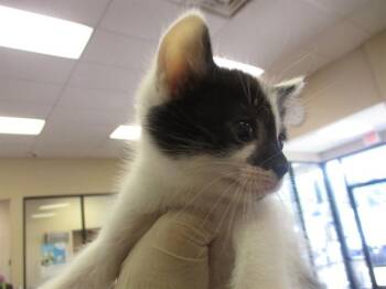 MACKENZIE -  Domestic Short Hair Cat for Adoption in Ocala, Florida - MACKENZIE | PetCurious