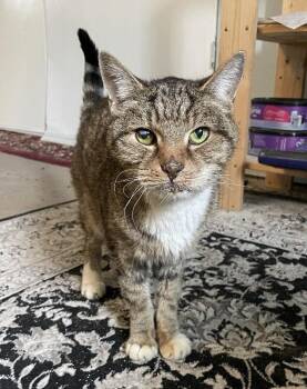 Domestic Short Hair Cats Available for Adoption - Alton | PetCurious