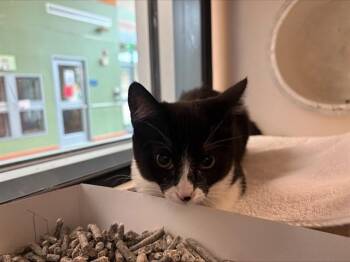 MAGPIE -  Domestic Short Hair Cat for Adoption in San Jose, California - MAGPIE | PetCurious