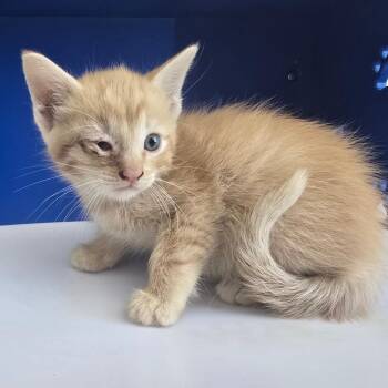 Augustus -  Domestic Short Hair Cat for Adoption in Las Cruces, New Mexico - Augustus | PetCurious