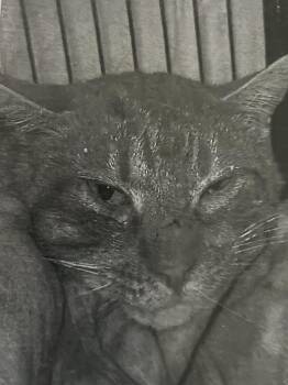 Domestic Short Hair Cats Available for Adoption in New Windsor, New York - Oliver | PetCurious