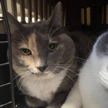 Rescue Domestic Short Hair Cats for Adoption in Dallas, Texas - Pepper | PetCurious