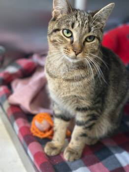 Rescue Domestic Short Hair Cats for Adoption in Pomona, New York - Alvin | PetCurious