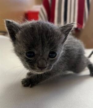 A1920105 -  Domestic Short Hair Cat for Adoption in Thousand Palms, California - A1920105 | PetCurious