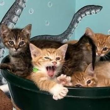 Rescue Tabby Cats for Adoption in Hoquiam, Washington - KITTENS GALORE! | PetCurious