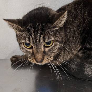 Domestic Short Hair Cats Available for Adoption - Max | PetCurious