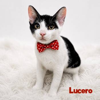 Lucero -  Domestic Short Hair Cat for Adoption in Providence, Rhode Island - Lucero | PetCurious