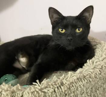 Domestic Short Hair Cats Available for Adoption - Allanite | PetCurious