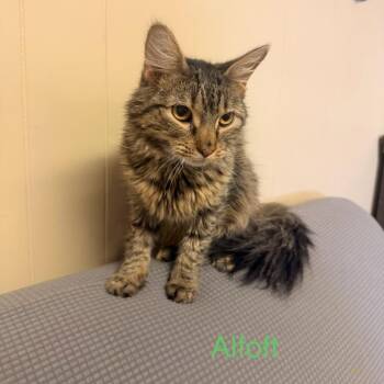 Domestic Long Hair Cats Available for Adoption in Buffalo, Minnesota - Aloft *Meet Me At Eagan Petsmart* | PetCurious
