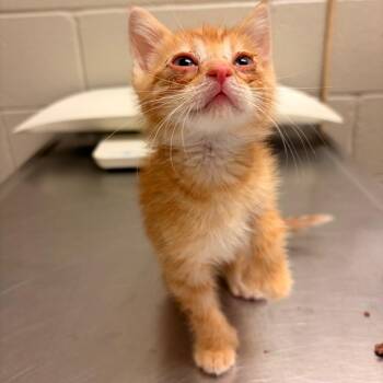 Ian -  Domestic Short Hair Cat for Adoption in Bristol, Indiana - Ian | PetCurious