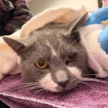 Mr. Misty -  Domestic Short Hair Cat for Adoption in Walker, Michigan - Mr. Misty | PetCurious