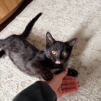 Rescue Domestic Short Hair Cats for Adoption in Columbia, Missouri - Stormy | PetCurious