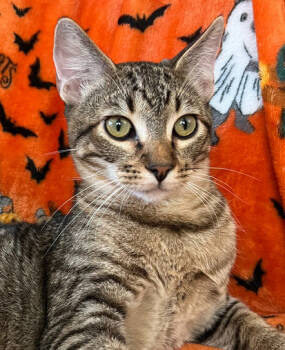 Rescue Domestic Short Hair Cats for Adoption in Salinas, California - Chase | PetCurious