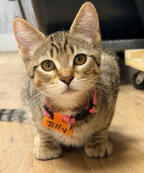 Tilly -  Domestic Short Hair Cat for Adoption in Momence, Illinois - Tilly | PetCurious