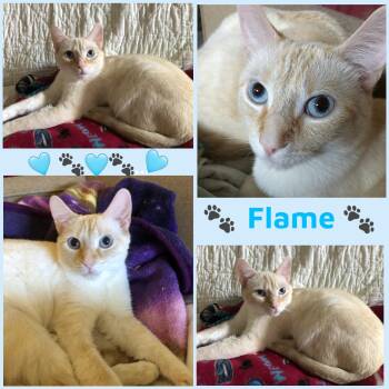 Rescue Siamese Cats for Adoption in Windy Hills, Kentucky - Flame | PetCurious