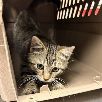 Porcupine -  Domestic Short Hair Cat for Adoption in Newport, North Carolina - Porcupine | PetCurious