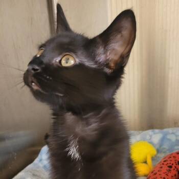 Shrimp -  Domestic Short Hair Cat for Adoption in Wheeling, Illinois - Shrimp | PetCurious