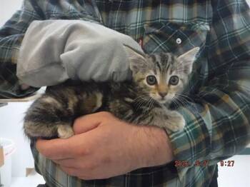 FAITH -  Domestic Short Hair Cat for Adoption in Oroville, California - FAITH | PetCurious
