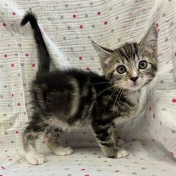 Ripple -  Domestic Short Hair Cat for Adoption in Hawthorne, California - Ripple | PetCurious