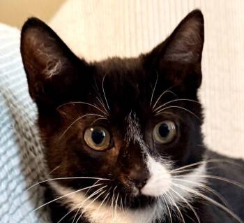Owen (and Oliver) -  Domestic Short Hair Cat for Adoption in New York, New York - Owen (and Oliver) | PetCurious
