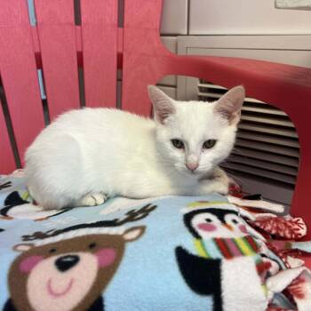 Q-Tip -  Domestic Short Hair Cat for Adoption in Cedar Rapids, Iowa - Q-Tip | PetCurious