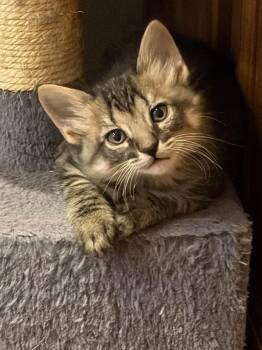 Wren -  Domestic Medium Hair Cat for Adoption in Saint Charles, Missouri - Wren | PetCurious