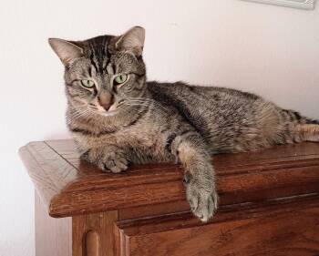 Rescue Domestic Short Hair Cats for Adoption in Ridgeland, Mississippi - CANE | PetCurious