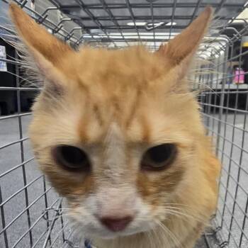 Mellow -  Domestic Long Hair Cat for Adoption in Montgomery, Alabama - Mellow | PetCurious