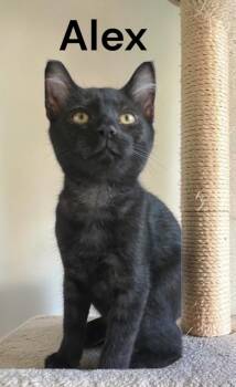 Alex -  Domestic Short Hair Cat for Adoption in Weems, Virginia - Alex | PetCurious
