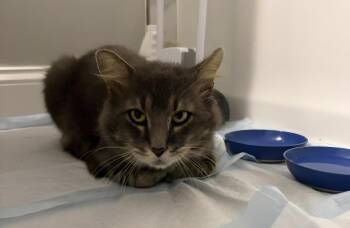Diego (Courtesy Post) -  Domestic Medium Hair Cat for Adoption - Diego (Courtesy Post) | PetCurious