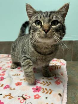 Aang -  Domestic Short Hair Cat for Adoption in Columbus, Nebraska - Aang | PetCurious