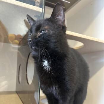Domestic Short Hair Cats Available for Adoption in Park City, Utah - Rock | PetCurious