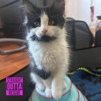 Lola -  Domestic Long Hair Cat for Adoption in Vancouver, British Columbia - Lola | PetCurious