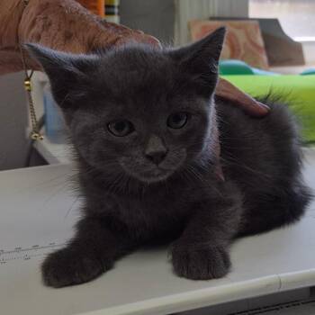 Gunner -  Domestic Medium Hair Cat for Adoption in Concord, New Hampshire - Gunner | PetCurious