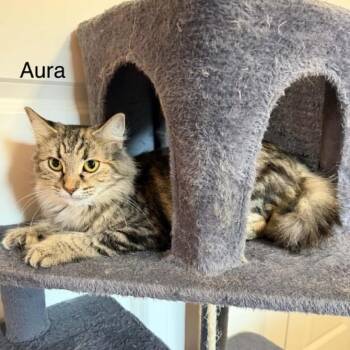 Aura -  Domestic Long Hair Cat for Adoption in Buffalo, Minnesota - Aura | PetCurious