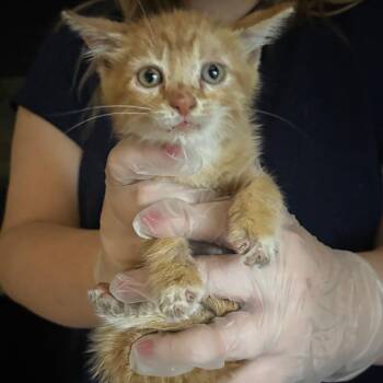 Flynn -  Domestic Short Hair Cat for Adoption in Newark, New Jersey - Flynn | PetCurious