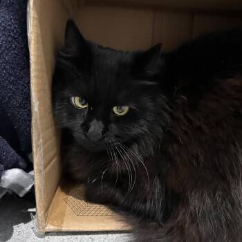 Baymax -  Domestic Long Hair Cat for Adoption in Murray, Utah - Baymax | PetCurious