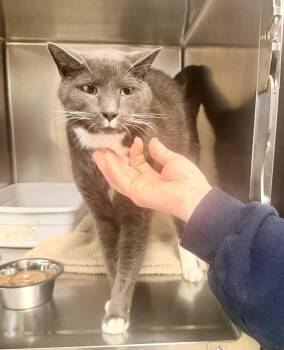 Leo -  Domestic Short Hair Cat for Adoption in Petersburg, Virginia - Leo | PetCurious