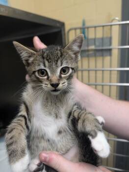 Domestic Short Hair Cats Available for Adoption in Kingsland, Georgia - Modelo Time | PetCurious